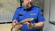 Die Sudan-Schildechse wurde von einer Patrouille der Schaffhauser Polizei eingefangen. Bilder: zVg/SHpol