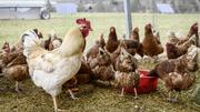Zu Besuch bei Gefluegelzuechter Anno Lutke Schipholt auf dem Randenhof, Hof am Stei, in Siblingen. Wegen den Schutzvorschriften betreff Vogelgrippe duerfen die Huehner zur Zeit nicht nach draussen, am Montag, 08. Februar, 2021. (Melanie Duchene / Schaffha