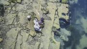 Der niedrige Wasserstand des Rheins zwingt die URh zu einem Streckenunterbruch zwischen Stein am Rhein und Diessenhofen. Bild: Melanie Duchene Seegras und sehr wenig Wasser im Rhein oberhalb von Flurnlingen, durch die anhaltende Hitze ist der Wasserstand im Rhein sehr niedrig, Seegras ist gut sichtbar, am Montag, 18. Juli, 2022. (Melanie Duchene / Schaffhauser Nachrichten)