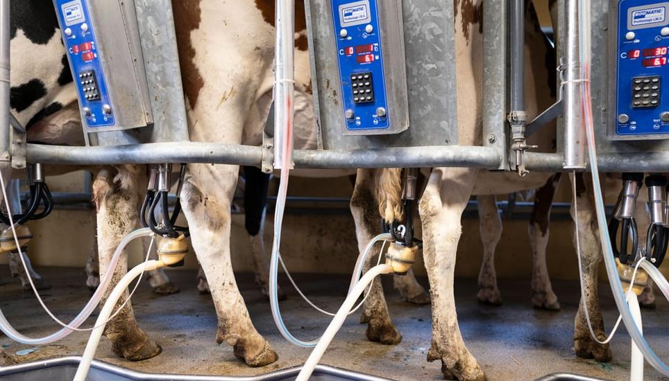 Zu viel Milch: Wegen Trumps Zöllen brechen US-Exporte von Milch und Schokolade - das trifft die Milchbranche. GAETAN BALLY
