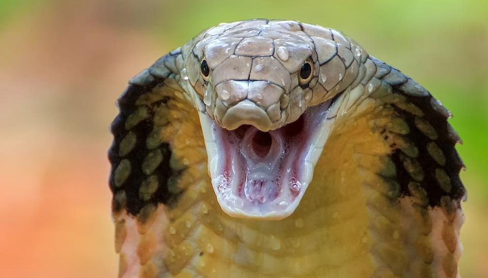 Antivenom gegen das Gift der Kobra: Der Körper des Mannes wurde auch dagegen resistent. Bild: Getty