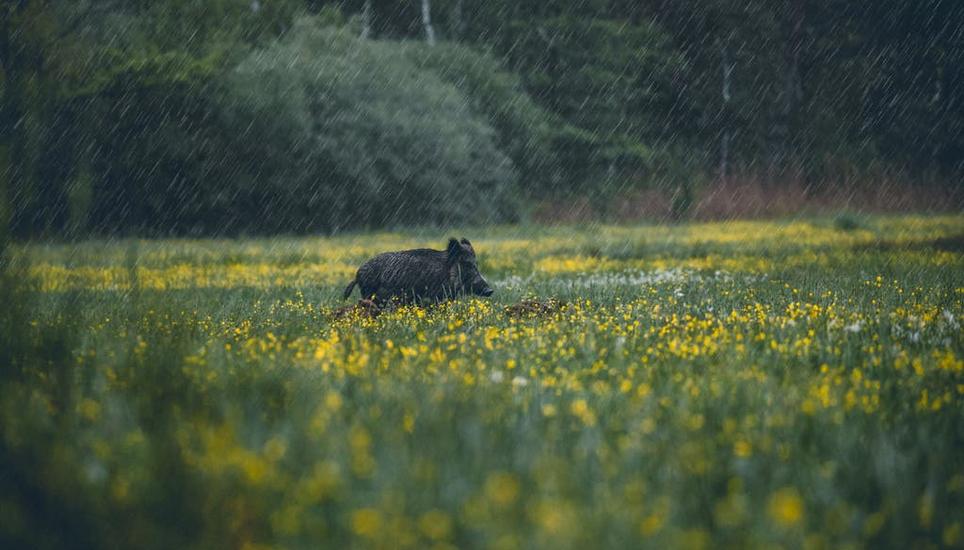 Dieses Wildschwein könnte bald eine gesetzliche Ruhezeit erhalten. Bild: Michael Hausmann / Getty