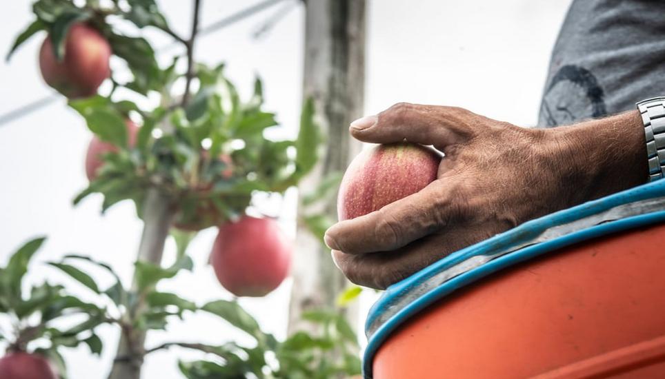 Die Thurgauer Landwirtschaft ist auf Hilfe von Saison-Arbeiterinnen und -Arbeiter angewiesen. Jetzt erheben zwei von ihnen schwere Vorwürfe. Bild: Andrea Tina Stalder