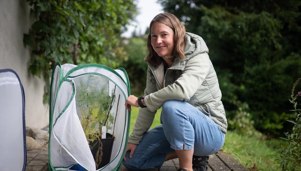 Gabi Schütz aus Waldstatt sammelt Raupen vom Schwalbenschwanz im Aerarium und beobachtet sie bis zum Schmetterling. Bild: Niklas Thalmann