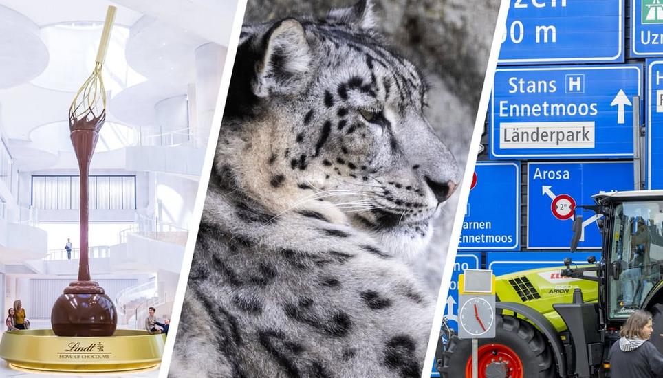 Eine der Attraktionen im Zürcher Zoo: Die Schneeleoparden-Jungtiere. Bild: Ennio Leanza / Keystone (10.7.2025)