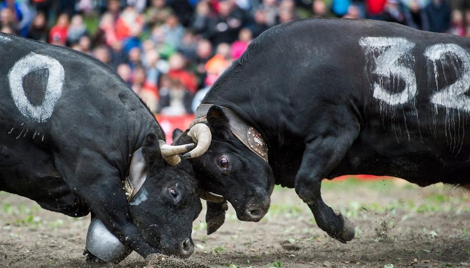 Der sogenannte «Königinnenkampf» lockt im Wallis mehrere tausend Zuschauerinnen und Zuschauer an. Bild: Jean-Christophe Bott / Keystone
