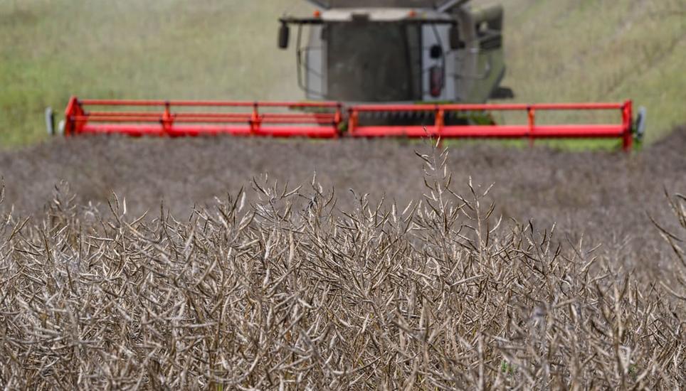 Der Regen der letzten Wochen war für die Landwirtschaft zwar dringend nötig, führt aber auch zu Schwierigkeiten bei der Getreideernte. Bild: Patrick Pleul/ DPA