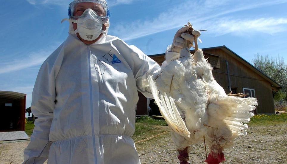 In Geflügelbetrieben bricht das Virus immer wieder aus. Bild: Keystone