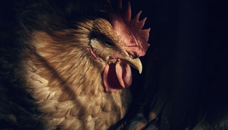 In den USA wurden wegen der Vogelgrippe Millionen von Hühnern gekeult. Bild: Andres Kudacki / AP