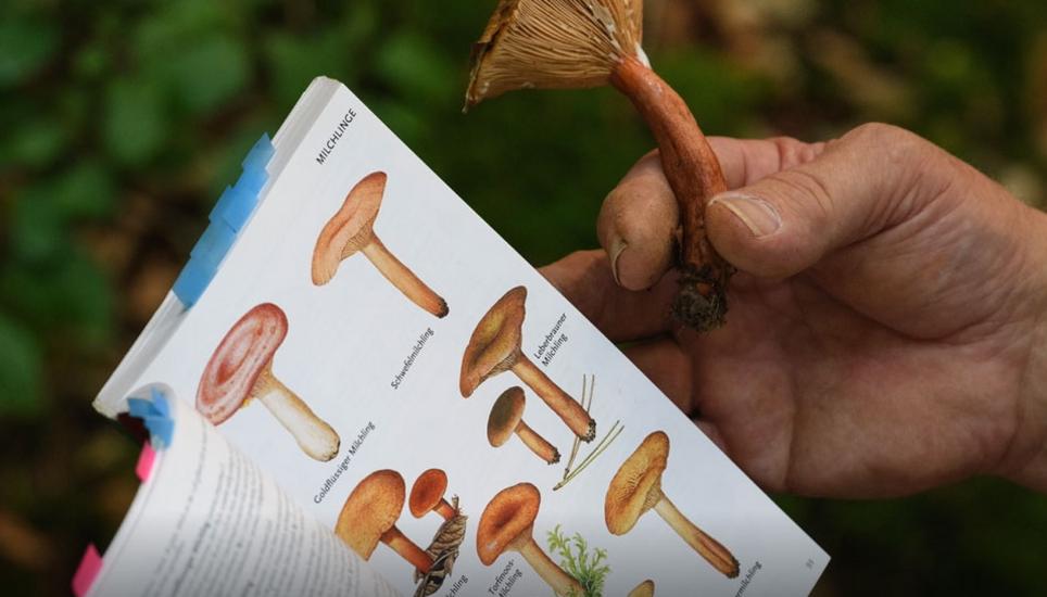 Die guten ins Töpfchen - die schlechten bloss nicht auf den Teller. Bild: Selwyn Hoffmann