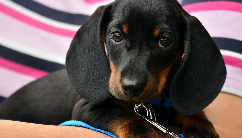 Für Tiere kann der 1. August eine Qual werden. Bild: Pixabay