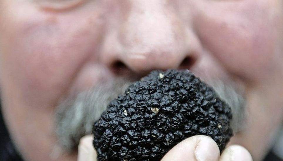 Am Geruch kann man sie erkennen – die Schwarze Trüffel. Spanische Bauern haben die Delikatesse als Exportschlager entdeckt und bauen sie grossflächig an. Bild: Key