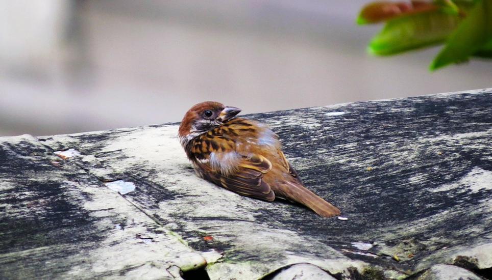 Verena Homberger kümmert sich um verletzte Vögel. Bild: Symbolbild pixabay