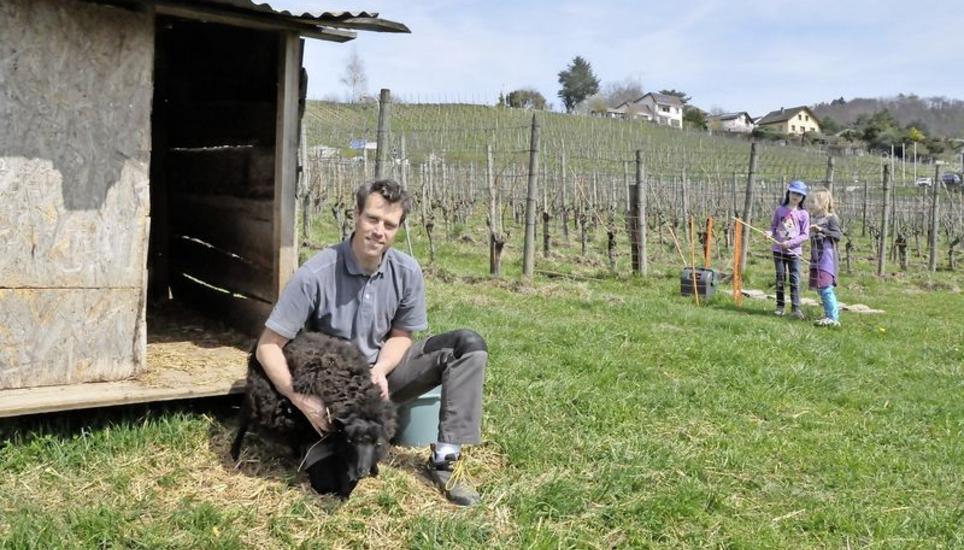Cédric Besson mit einem seiner fünf Schafe am Fuss des Winzerbetriebs. Diese Herde wurde vom Wolf nicht heimgesucht. Bild: Mark Gasser