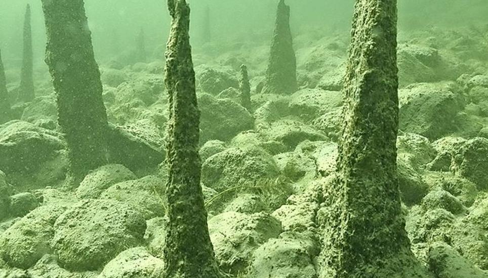 Wie Stalagmiten ragen Teile eines steinzeitlichen Pfahlbauerhausbodens im Nussbaumersee empor. Bild: zvg