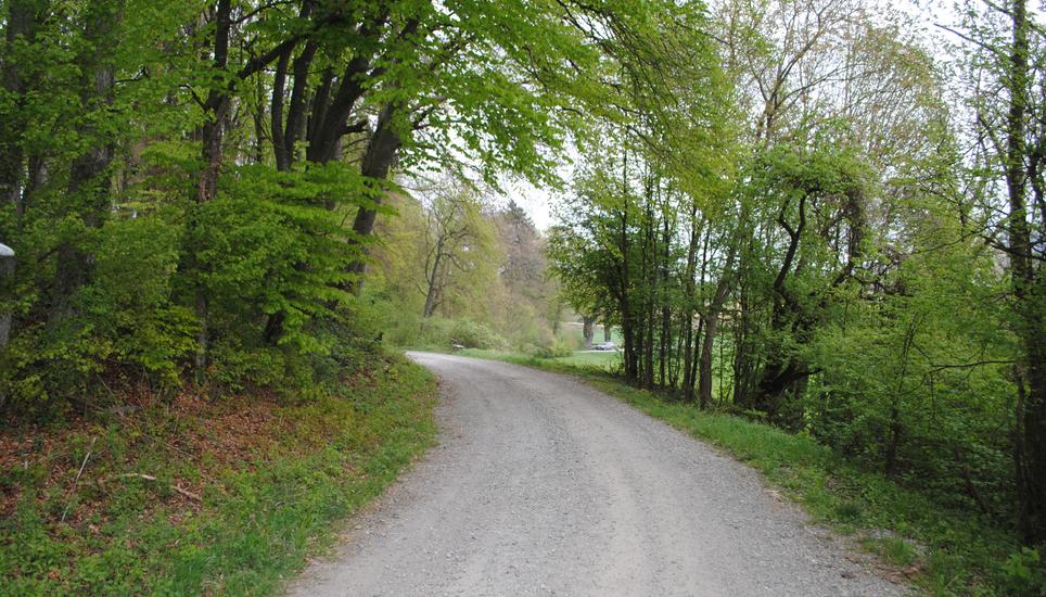 Auf diesem Waldweg kam es zum Vorfall. Bild: shpol
