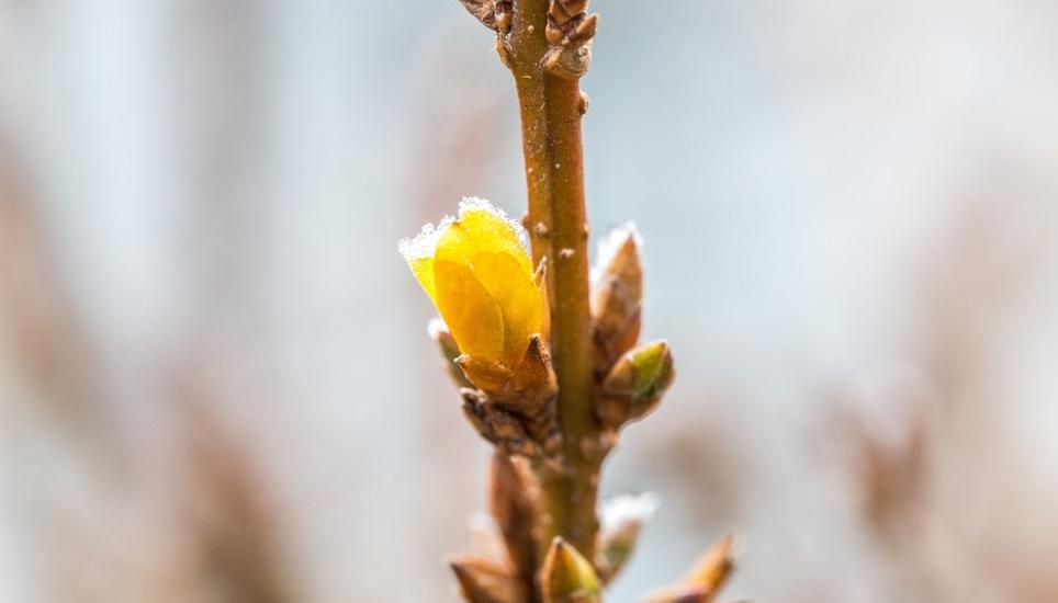 Der Winter ist nochmals zurückgekehrt. Bild: Symbolbild Pixabay