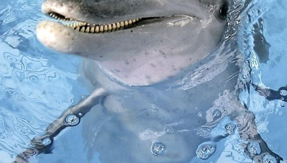 In freier Natur sind Delfine vielen Krankheitserregern ausgesetzt. Bild: Key