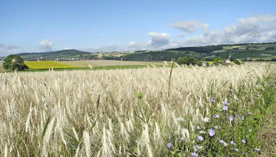 Im Klettgau, wie hier auf einem Feld in Wilchingen, wird landesweit am meisten Emmer und Einkorn angebaut. Die beiden alten Getreidesorten sind wieder gefragt. Bild: Markus Jenny