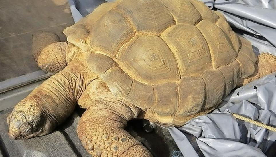 Dieser Kadaver einer Riesenschildkröte wurde vor Kurzem in einer der 22 Kewy-Verbandsgemeinden illegal entsorgt – er hätte nach Andelfingen gehört. Bild: zvg