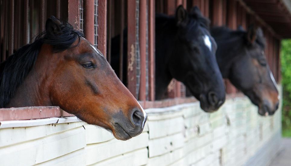 Die Landwirtschaftsbetriebe mit Tierhaltungen müssen mehr unangemeldet kontrolliert werden. sagt Hans Wyss, Direktor des Bundesamtes für Lebensmittelsicherheit und Veterinärwesen (BLV). Bild: Symbolbild Pixabay
