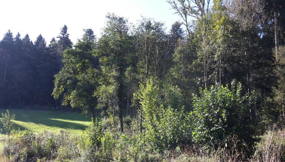 Das Feuer geriet ausser Kontrolle - 100 Quadratmeter Wald wurden zerstört. (Symbolbild)