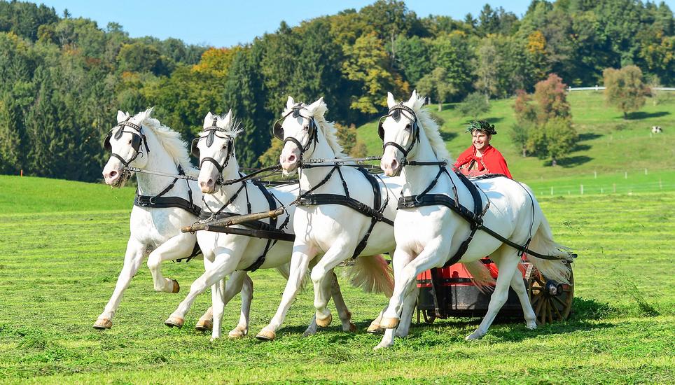 Philipp Schmid aus Zezikon tritt mit seinem Ben-Hur-Wagen an der Olma auf. Foto: zvg