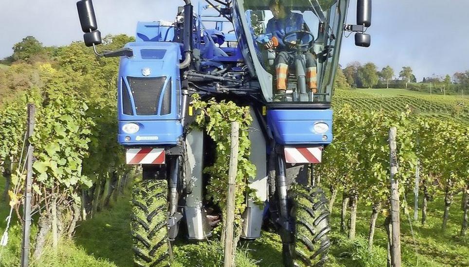In Frankreich und Deutschland sind schon viele dieser Maschinen unterwegs, um die Trauben automatisch zu lesen. Bild: Theo Kübler