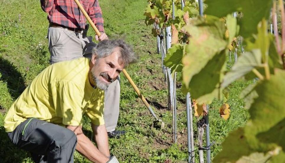 Hacken statt Weinlese: Martin Harzenmoser (vorn) und Jakob Walter vom Neuhauser Rebbauverein im vereinseigenen Rebberg. Bild: Saskia Baumgartner