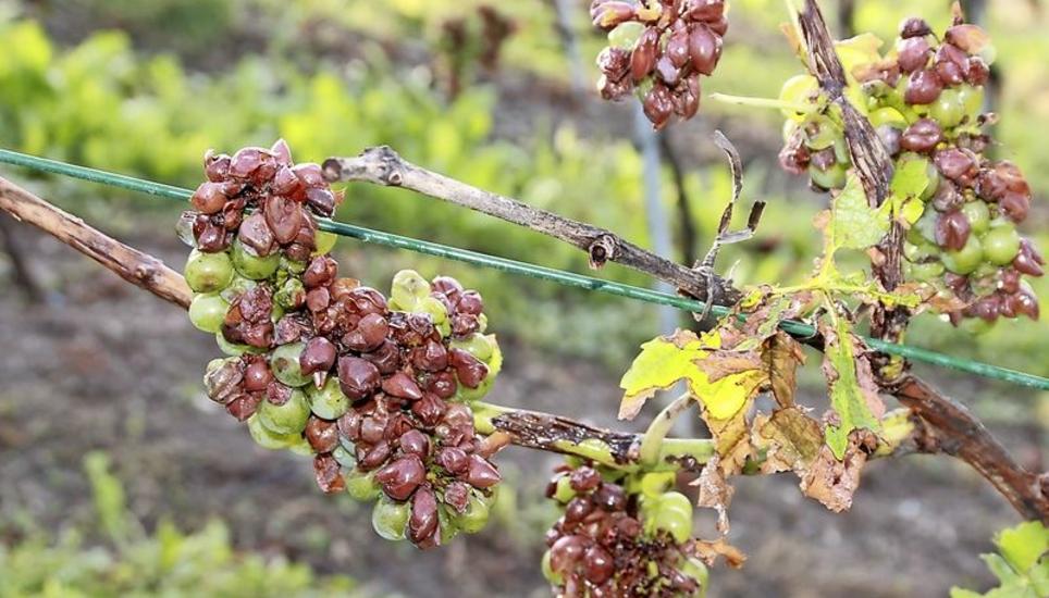 Der Hagelzug vom 2. August verursachte in den Rebbergen des Weinlands grosse Schäden. Die Qualität des Weins ist gut, die Quantität aber klein. Bild: Roland Müller