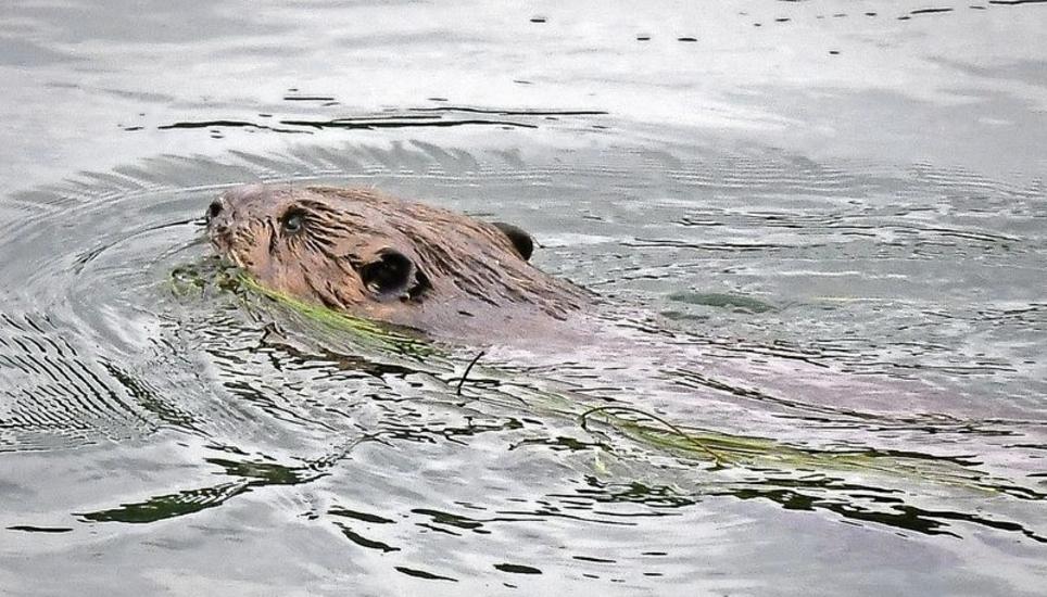 Ein Biber schwimmt im Rhein. Beim Beissen kann er einen Druck von 200 Kilogramm erzeugen und dadurch problemlos auch grosse Bäume fällen. Bäume fällt der Biber, weil er sich im Winter fast ausschliesslich von Baumrinde ernährt. Bilder: Hans-Caspar Ryser
