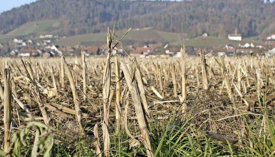 Oberstammheim (Bild) und Unterstammheim verlängern ihre Pachtdauern und gleichen die Pachtvergabe der Gemeinde Waltalingen an. Bild: Susanne Feld