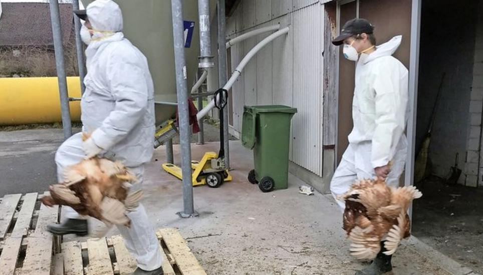 Mitarbeiter einer Entsorgungsfirma bringen die Tiere zum Container. Bild: pd.