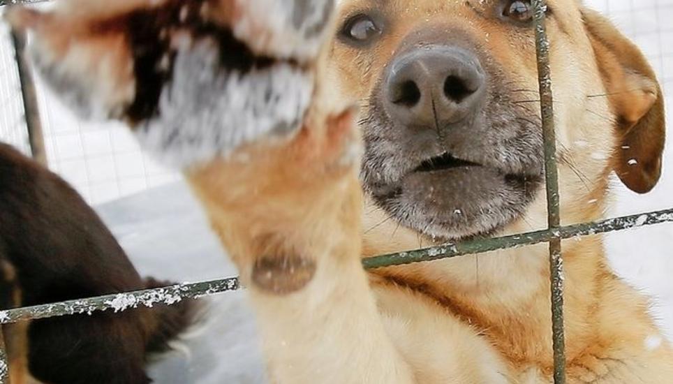 Streunende Hunde sind in Russland ein Problem. Eines, das vor der Fussball-WM verschwinden soll. Symbolbild: Key