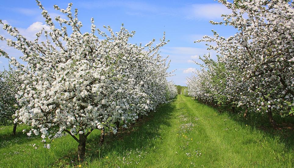 Im Kanton Thurgau stehen über 200'000 Apfelbäume. Bild: Pixabay