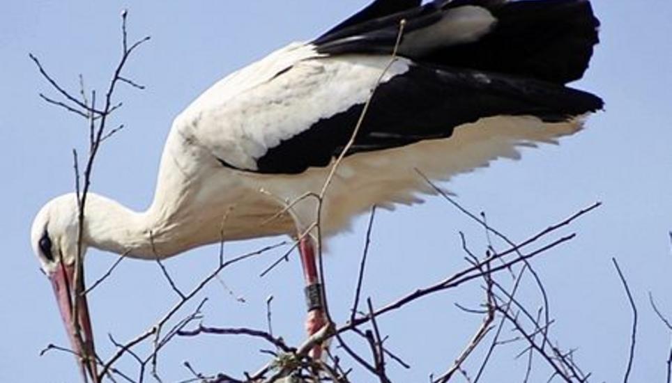Beim Bahnhof Neunkirch baut derzeit ein Storch ein Nest. Bild: Eliza Müller