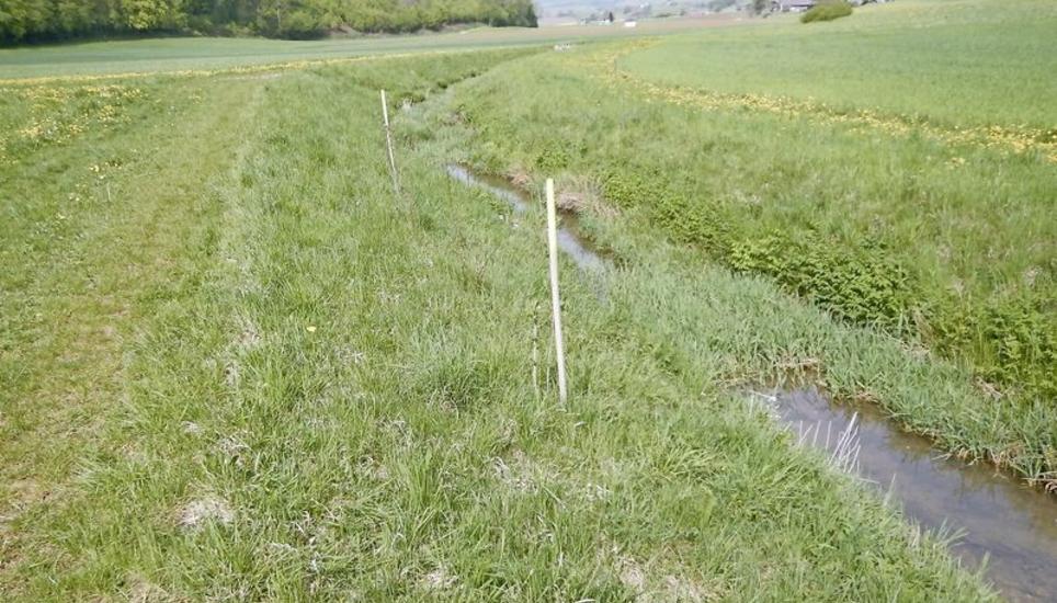 Hier im Fliessgewässer Seegraben im Wangental kommen die geschützten Bachmuscheln vor. Bild: zVg