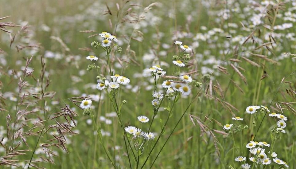 Gleicht auf den ersten Blick der Kamille oder einer kleinblütigen Margerite: das Berufkraut. Bild: Roland Müller