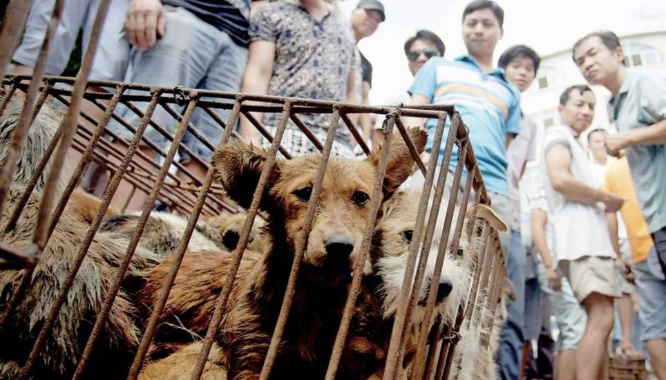 In weiten Teilen Asiens werden Hunde auf Märkten als Nahrungsmittel verkauft. Südkorea macht dem jetzt ein Ende. Bild: KEY