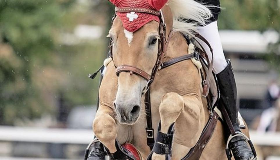 Iris Maag wird mit Natschita Tagessiegerin am Haflinger Europachampionat in Stadl Paura (A) im Springen der Vielseitigkeitsreiter. Bild: zVg/Cécile Zahorka