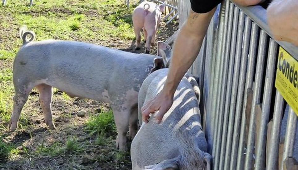 ... sowie Attraktionen wie den Kleintierzoo.