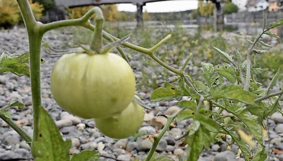 Reif sind sie definitiv nicht, die Tomaten. Bild: das