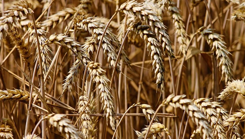 Am Informationsanlass ging es unter anderem um Wildschäden in der Landwirtschaft. Symbolbild: Pixabay