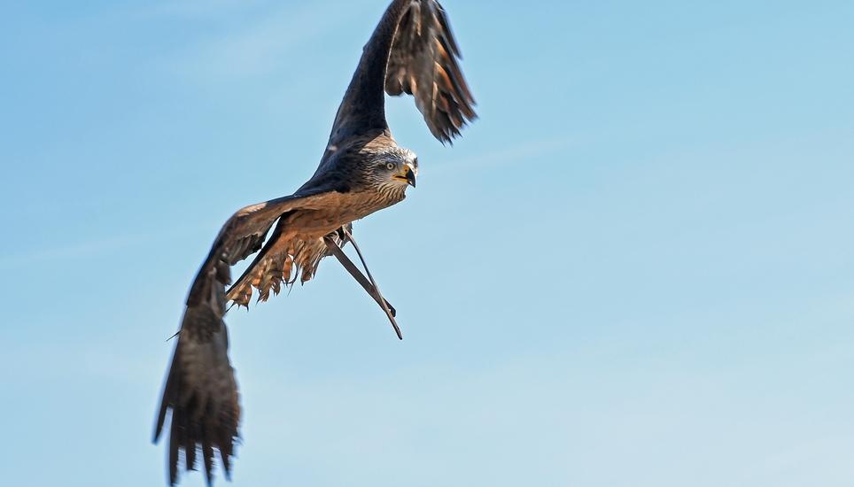 Die Greifvogelstation in Berg am Irchel beschäftigt Zivildienstler - Ian Dietrich etwa kümmert sich um Mäusebussarde. Symbolbild: Pixabay