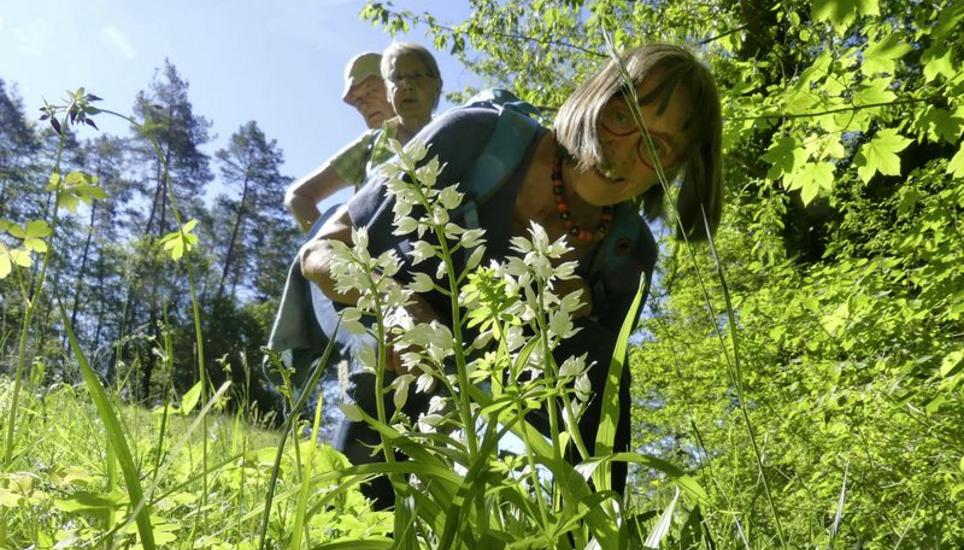 Natur entdecken im Merishauser Schutzgebiet Laadel: Exkursionsteilnehmer bewundern eine Orchidee der Gattung «Waldvögelein». Bilder: Theo Kübler