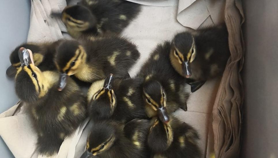 Die tapferen Entlein im Alter von rund zwei Wochen. Bild: Facebook/Animal Rescue Tierrettung SH & TG
