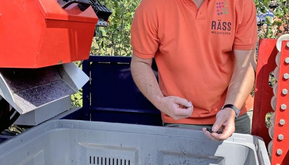 Christoph Räss begutachtet die Aroniabeeren, die mit der Erntemaschine schonend geerntet werden. Bild: Ruth Bossert