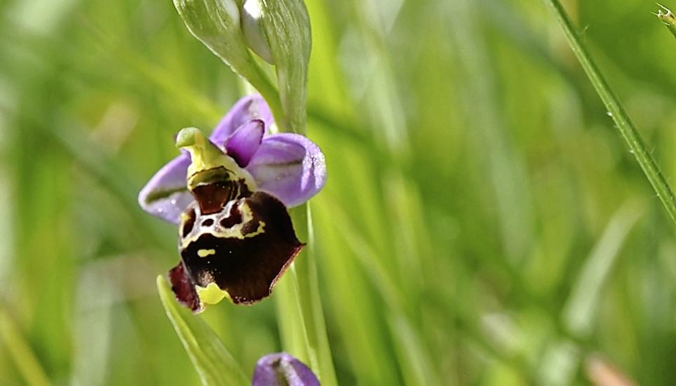 Die Orchidee Bienen-Ragwurz verhalf Patrik Forster zum Sieg. Bild: Ueli Meier