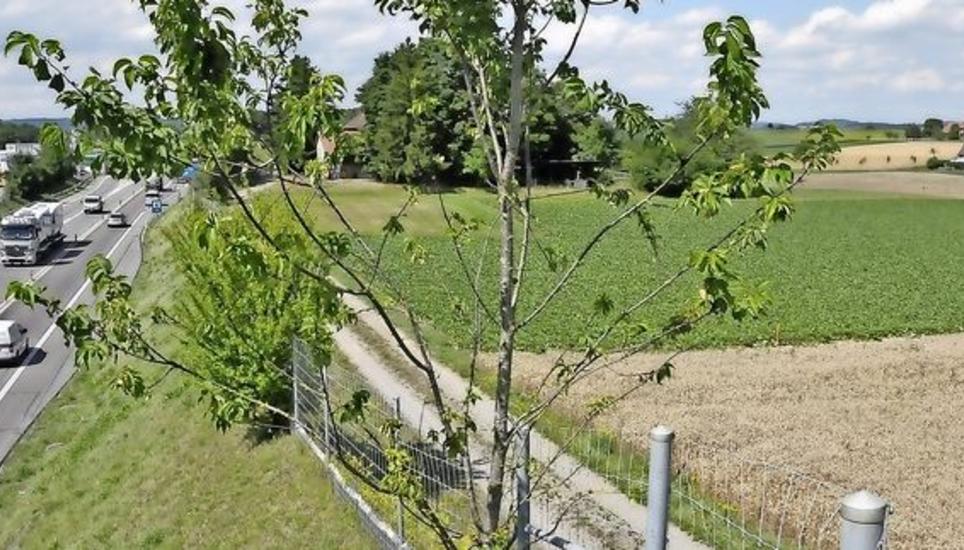 Der Erdwall bei Adlikon ist einer von sieben Erdwällen zwischen Kleinandelfingen und Winterthur-Nord, die nach dem Ausbau der A4 versetzt wiederaufgebaut werden. Archivbild: Mark Gasser