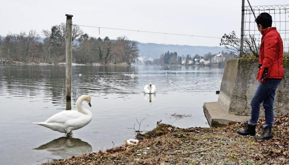 Schwäne sind keine Zirkustiere, und selten sind sie auch nicht, aber sie geniessen unseren Schutz. Auch in Deutschland, wo sie nicht geschützt sind, haben die weissen Vögel viele Fans. Bild: Dario Muffler